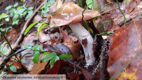 Cortinarius collinitus