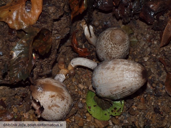 Coprinopsis romagnesiana