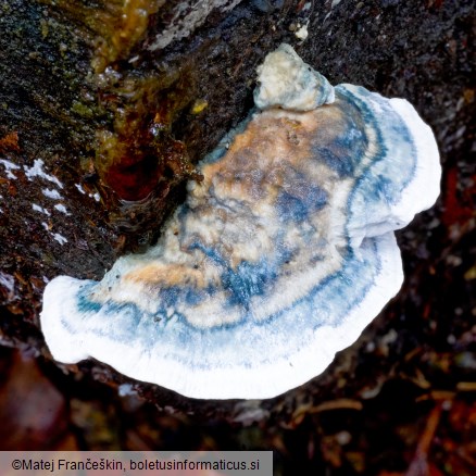 Cyanosporus caesius