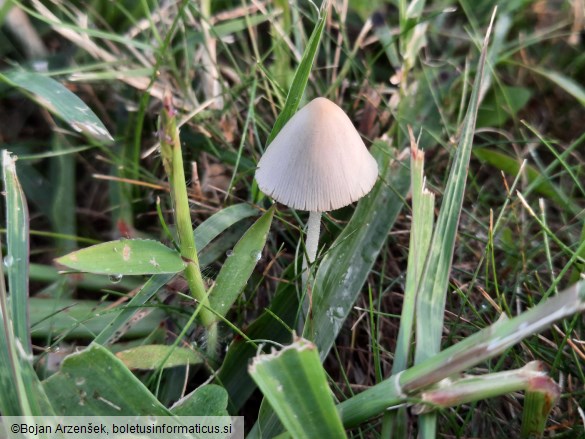 Conocybe apala