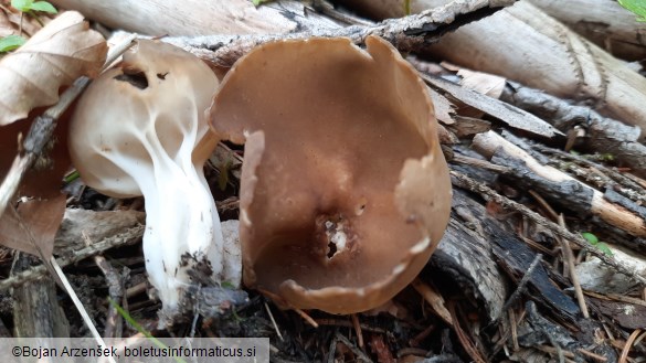 Helvella acetabulum