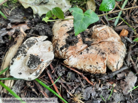 Russula delica