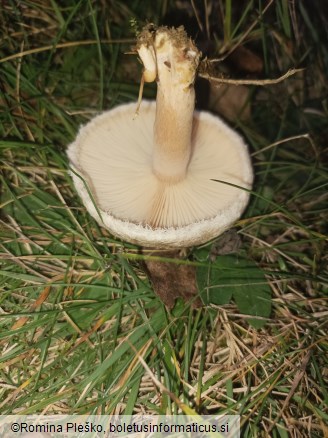 Lactarius pubescens