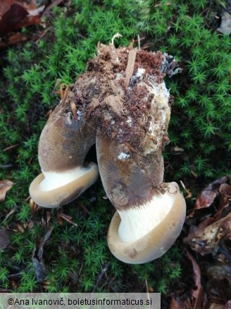 Paxillus atrotomentosus