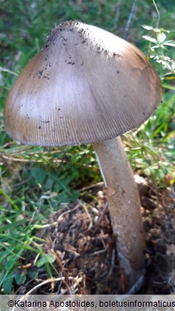 Amanita subalpina