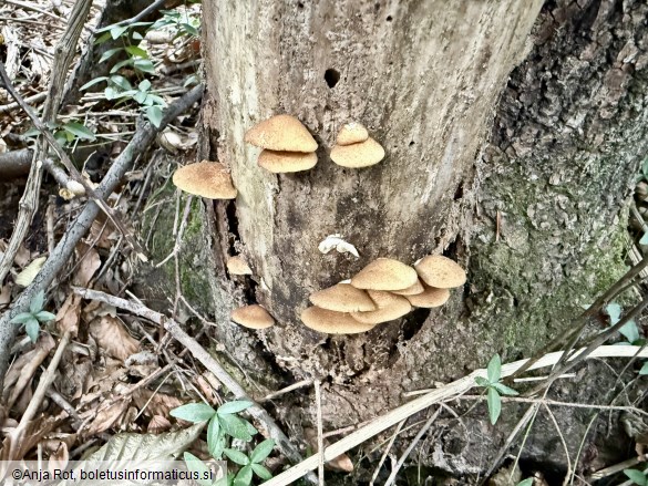 Crepidotus crocophyllus
