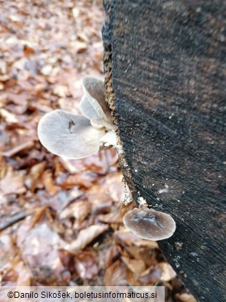 Pleurotus ostreatus