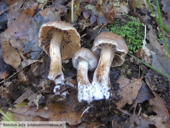 Cortinarius subferrugineus