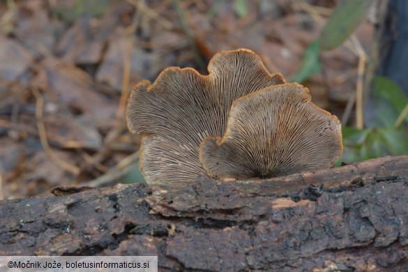 Lentinellus ursinus