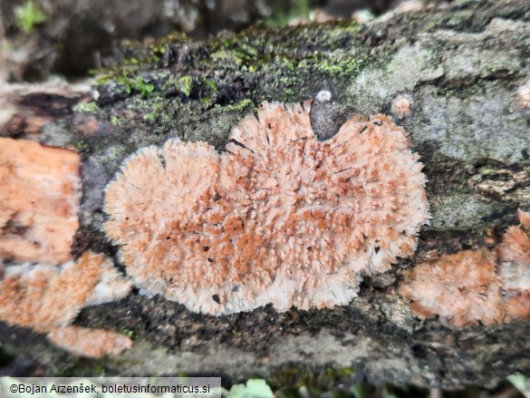 Radulomyces molaris