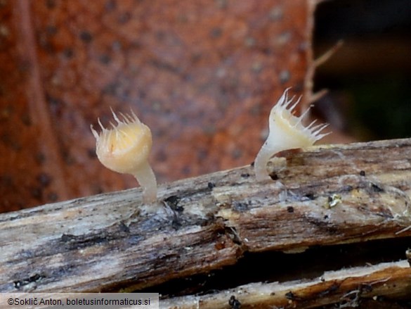 Cyathicula coronata