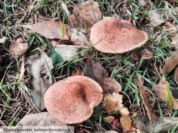 Tricholoma vaccinum