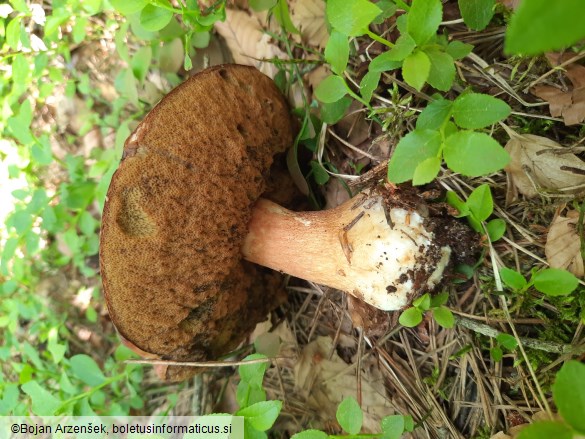 Boletus pinophilus