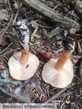 Lactarius aurantiacus