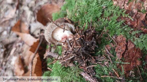 Paxillus involutus