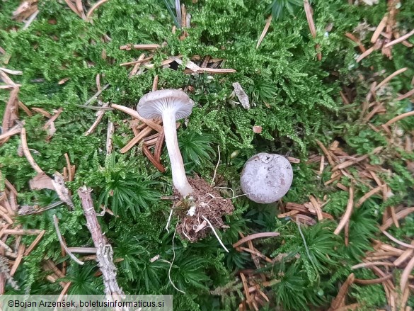 Rhizocybe pruinosa