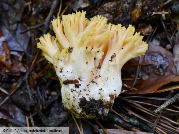 Ramaria flavosalmonicolor