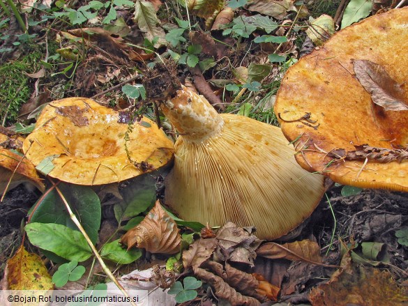 Lactarius scrobiculatus