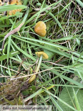 Gliophorus psittacinus