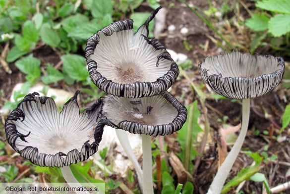 Coprinopsis lagopus