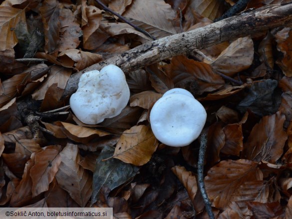 Clitocybe rivulosa