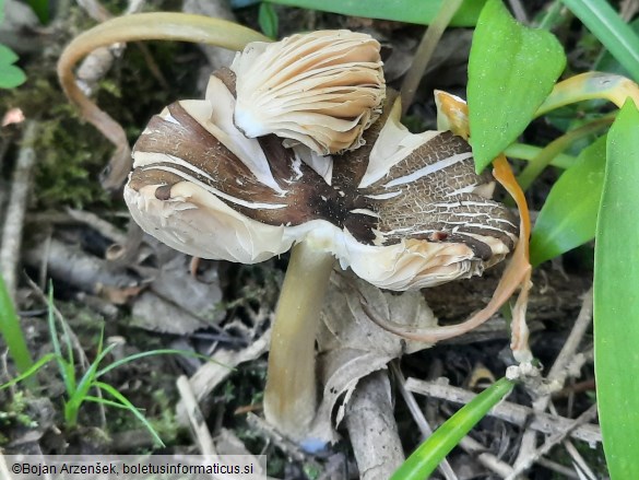 Pluteus romellii