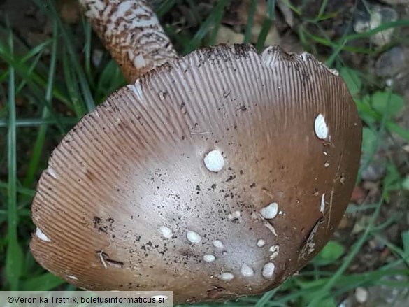 Amanita subalpina