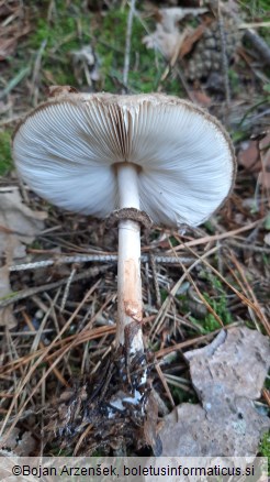 Chlorophyllum olivieri