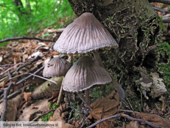 Mycena polygramma