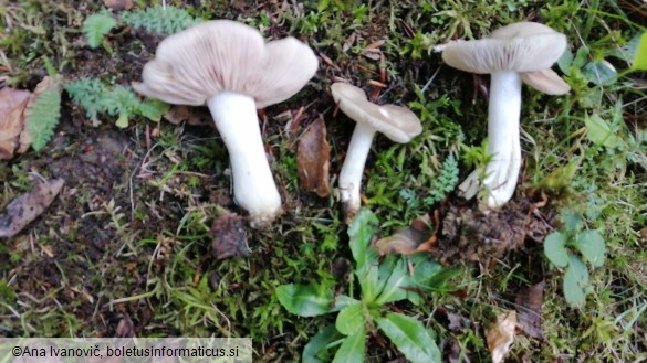 Entoloma rhodopolium