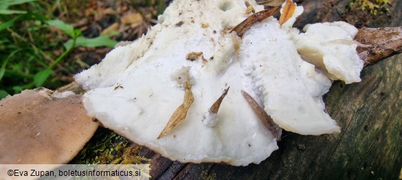 Tyromyces fumidiceps