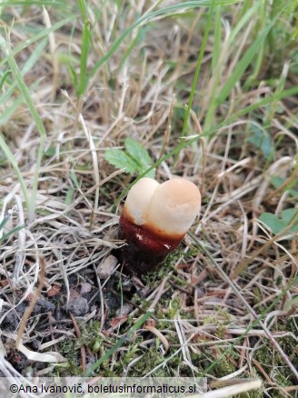 Ganoderma carnosum