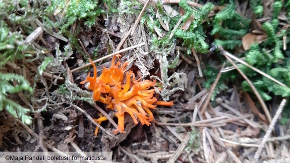 Calocera viscosa