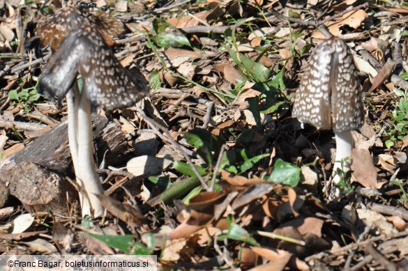 Coprinopsis picacea