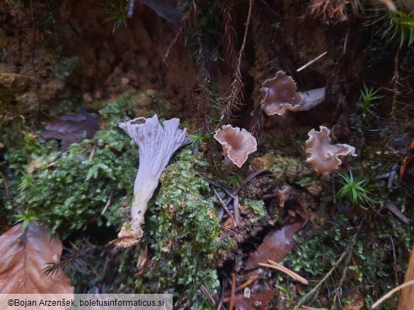 Craterellus undulatus