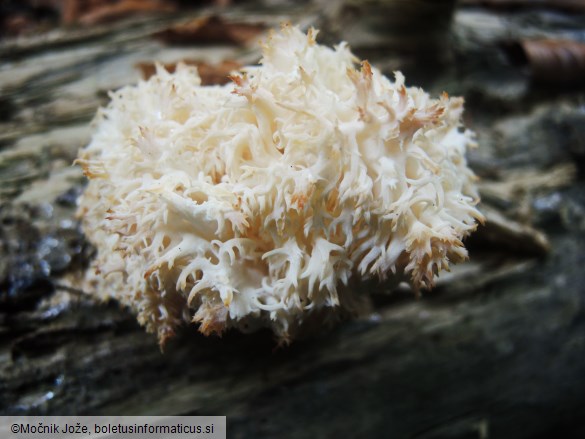 Hericium coralloides