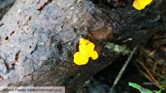 Dacrymyces chrysospermus