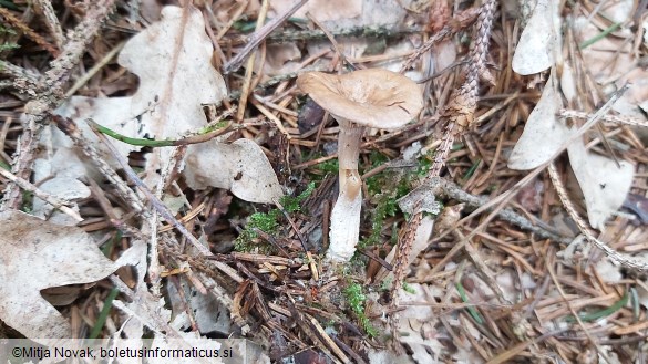 Rhizocybe pruinosa