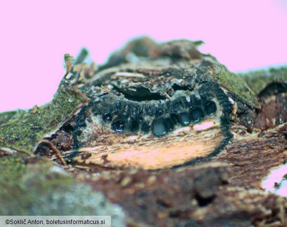 Biscogniauxia marginata