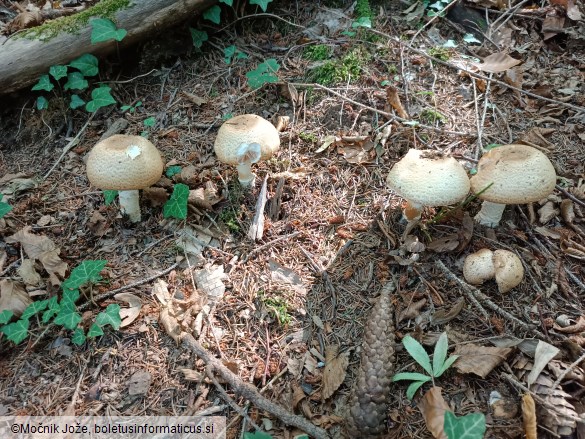 Agaricus augustus