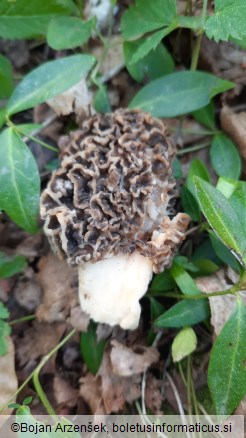 Morchella vulgaris