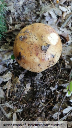 Russula foetens