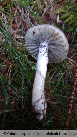 Hygrophorus olivaceoalbus