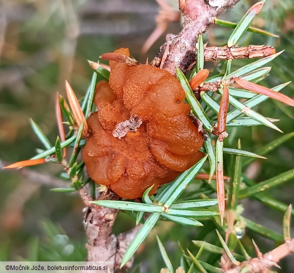 Gymnosporangium tremelloides