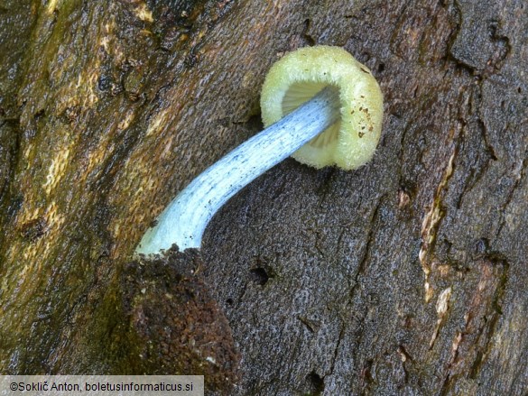 Entoloma alnetorum
