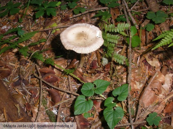 Amanita battarrae