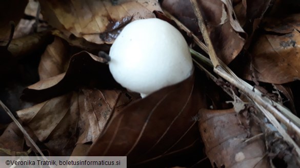 Hygrophorus eburneus