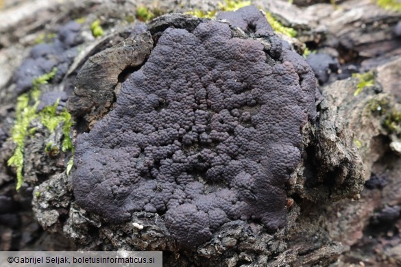 Jackrogersella minutella