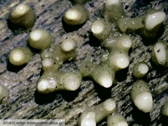 Helicogloea compressa