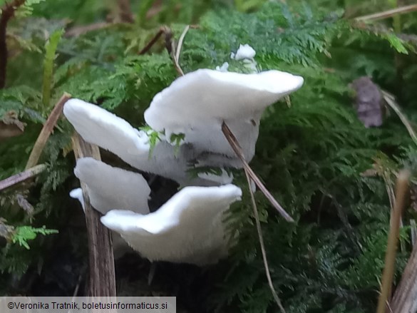 Postia caesia